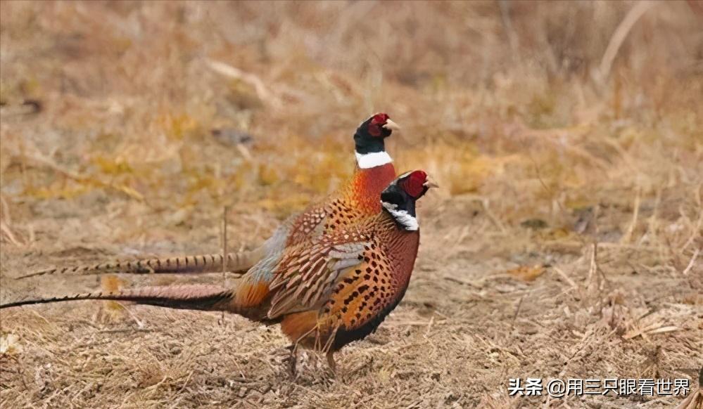 北大荒狩猎真实故事,北大荒狩猎故事全集