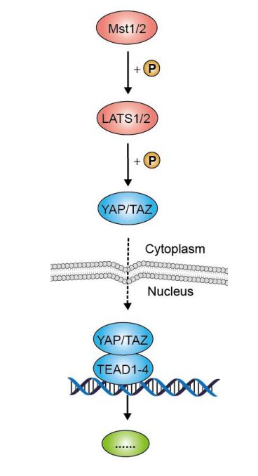 硬货的解析,硬货必买的10种