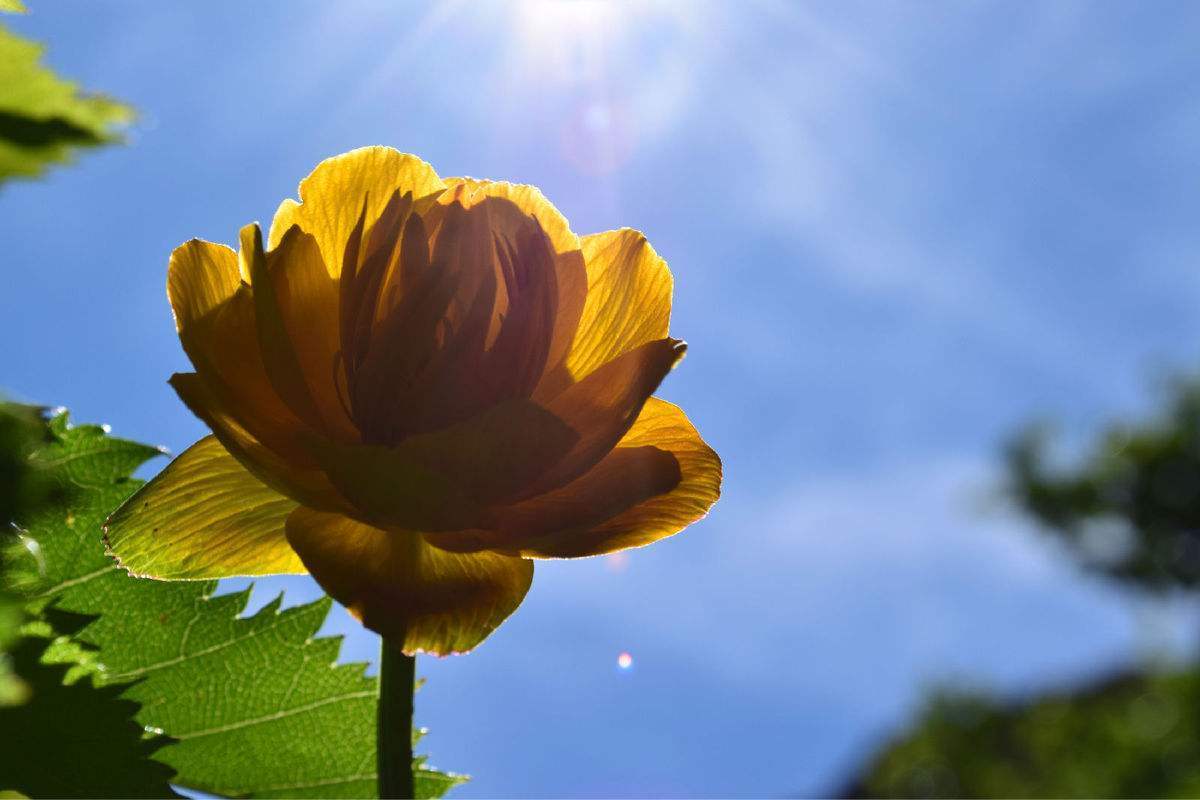 这才是真正的“金莲花”，春天盛开花梗挺拔，养护系数低价值高