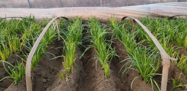 迟眼蕈蚊如何消灭,迟眼蕈蚊的发生与防治