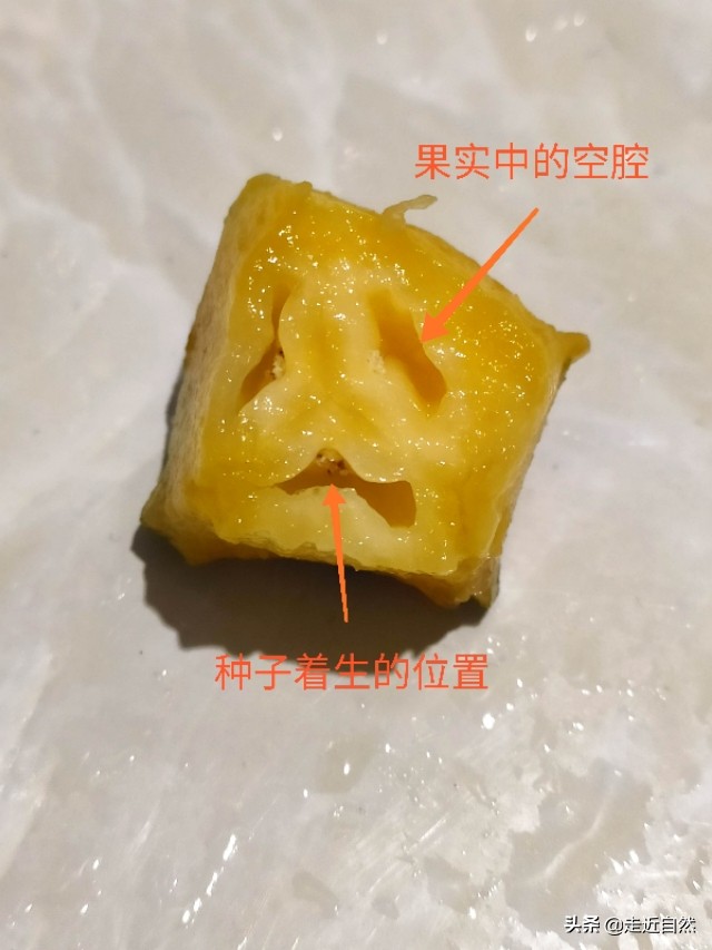 菠萝食用部位是果实的什么,菠萝的果实是什么东西