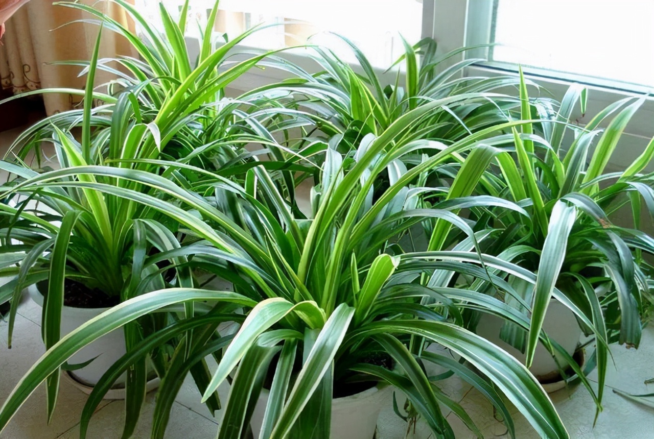 吊兰喜光和喜阴有什么区别,吊兰喜阴还是喜阳如何养护