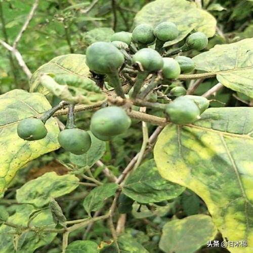 童年野果子,儿时的野果子总让人回味无穷