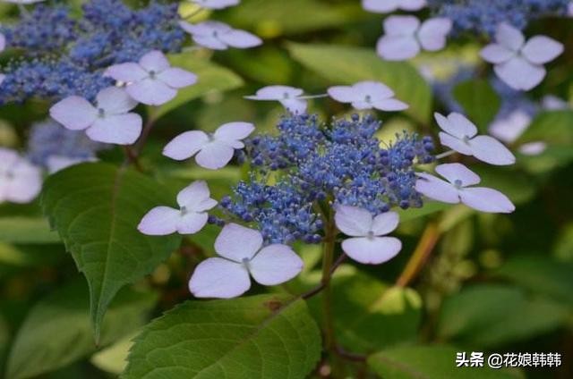 圆锥绣球花后修剪和冬季修剪,绣球无尽夏修剪没有芽点怎么修剪