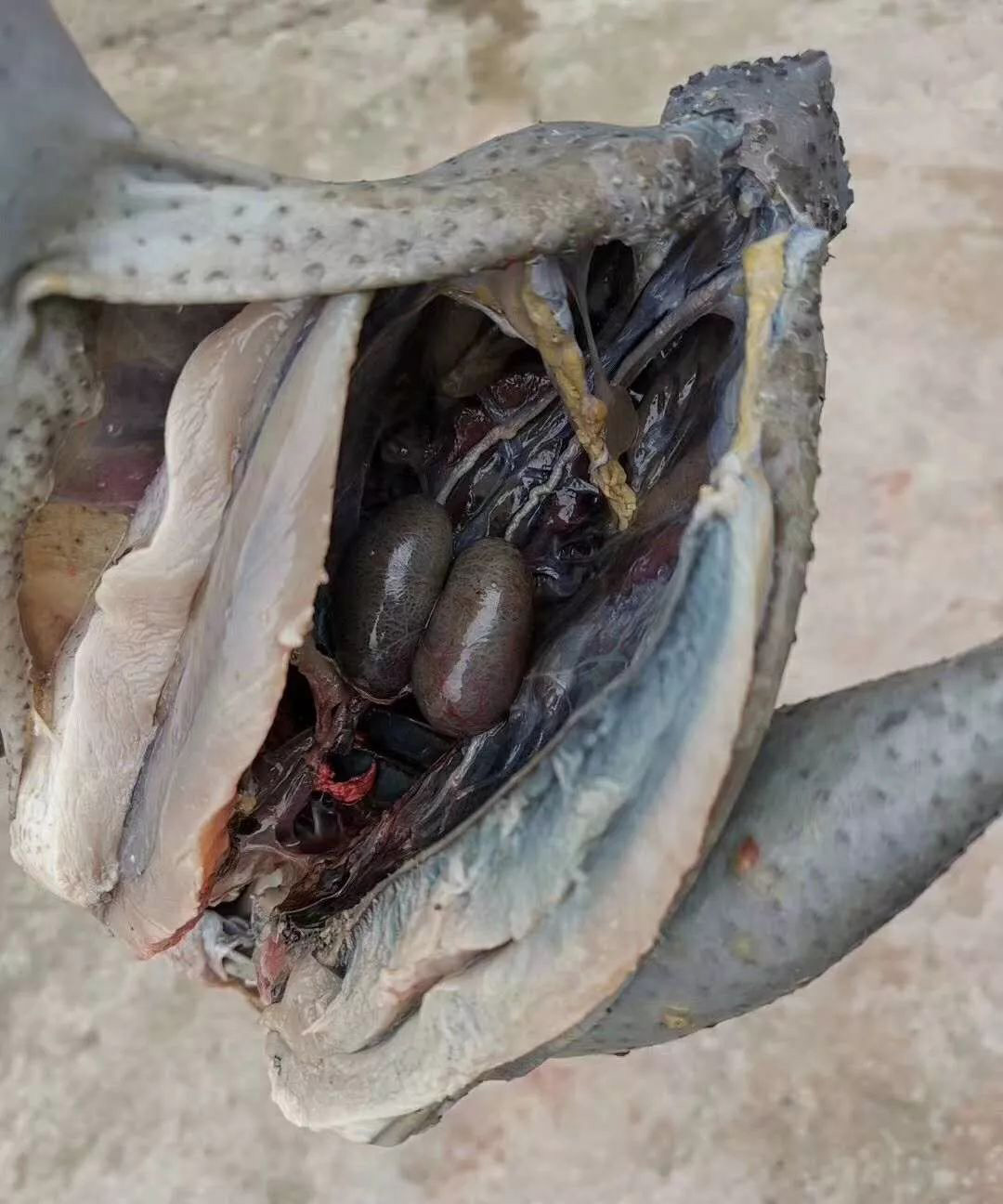 农村小伙养了十只黑鸡,回乡养本地黑鸡的90后小伙