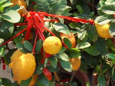 橙子怎么种植不用嫁接,盆栽橙子树怎么管理