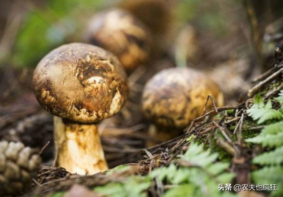 50吨冬虫夏草多少钱,冬虫夏草亩产多少