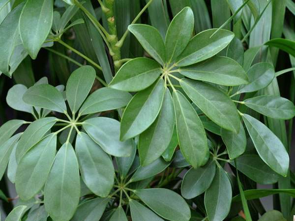 什么绿植一年四季好养又招财,8种超好寓意的绿植旺财又旺人