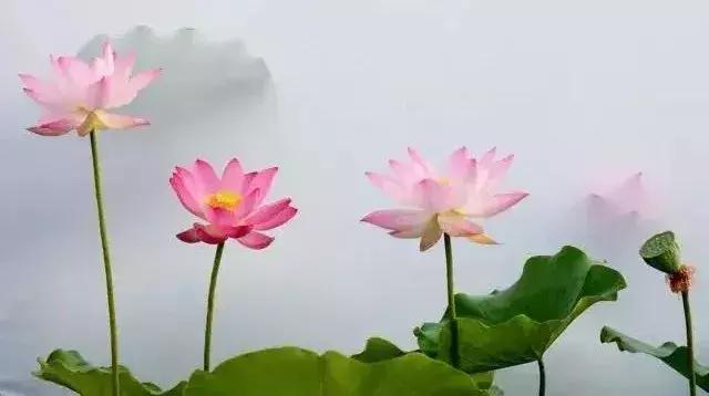 最美赏荷胜地,中国最美荷花美景排名前十