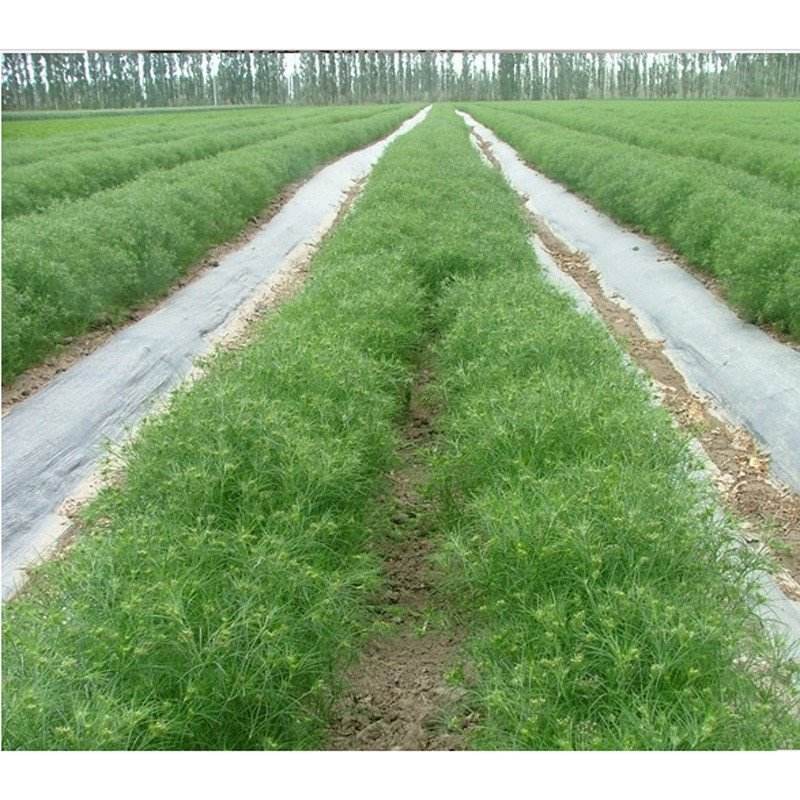 小茴香怎样种植出苗最快,小茴香怎么种植才能长得高