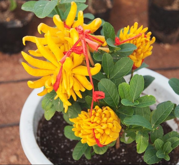 盆景佛手怎么养殖的视频,佛手树桩盆景制作教程