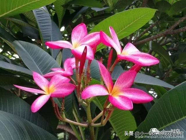 花花世界很美好下一句,花花世界很独特