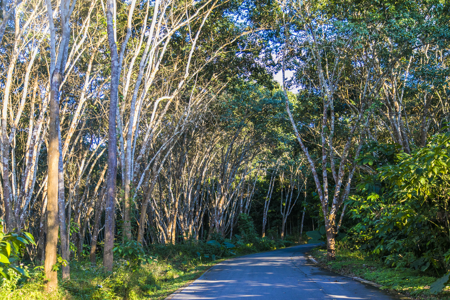 云南旅游石林景区攻略,云南石林旅游攻略必去景点有哪些