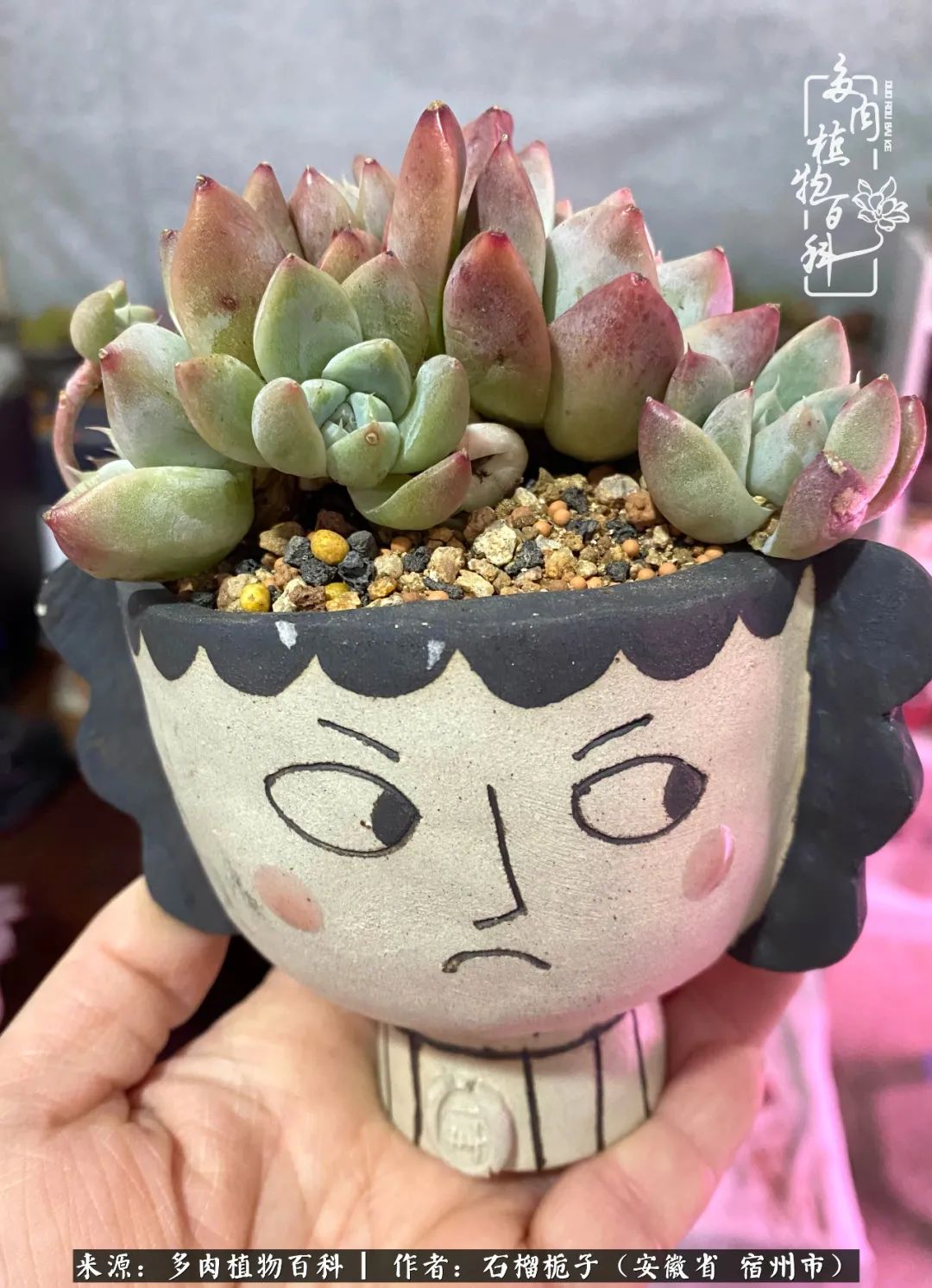 治愈系多肉：何以解忧，唯有多肉