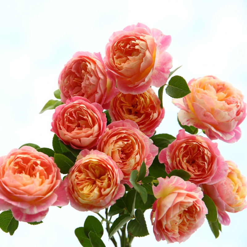 月季图鉴哪本书好,淘宝上最好养的月季品种