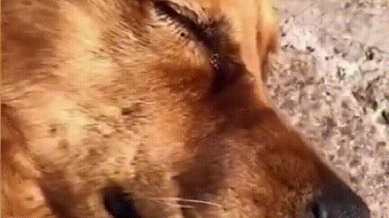 走丢的金毛在马路上找主人,金毛丢了再贴寻狗启事