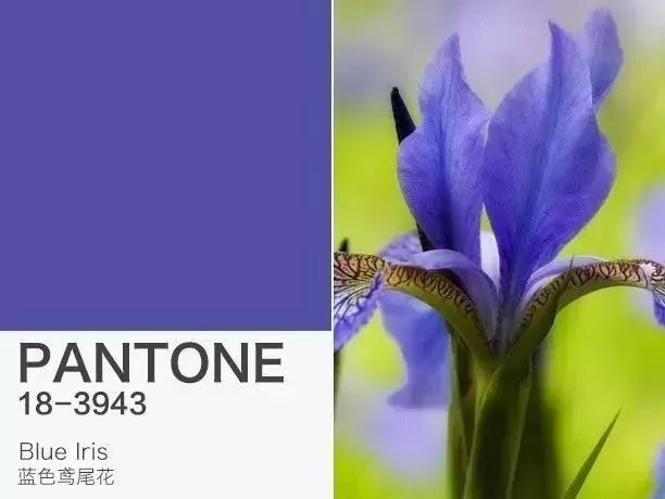 pantone潘通色号,pantone潘通发布2016年度流行色