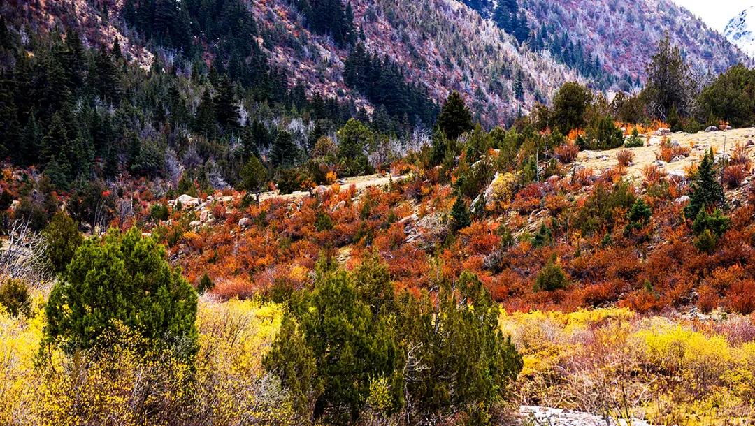 “艳”得失真?不,这就是阳光下的*藏西**洛隆卓玛朗措湖秋色