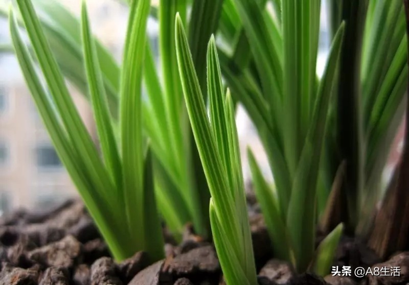 每日一品兰花图片大全,每日一品兰花价格