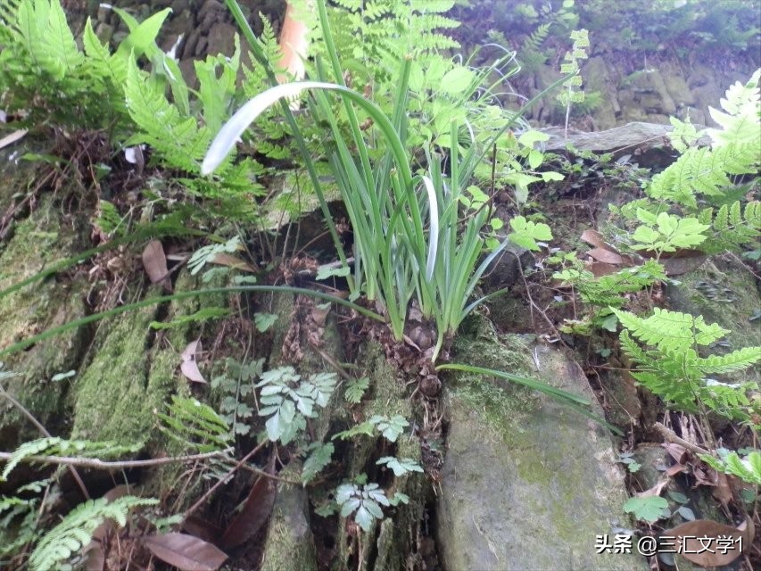 航拍湖南怀化沅陵美丽乡村,怀化最美乡村