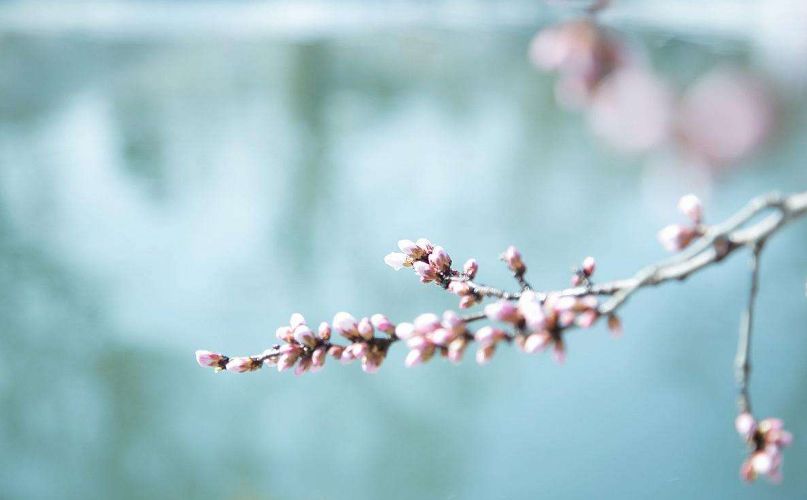 古诗词春雪,古诗鉴赏春寒