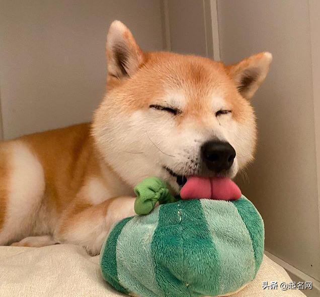 狗狗最可爱的名字都是什么,狗狗叫什么名字好听可爱霸气公狗
