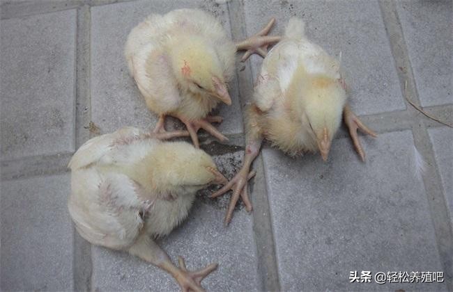 鸡瘫痪站不起来用什么药治疗,鸡拉稀站立不稳怎么治