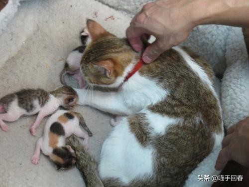 母猫难产应该怎么办,母猫难产有哪些原因