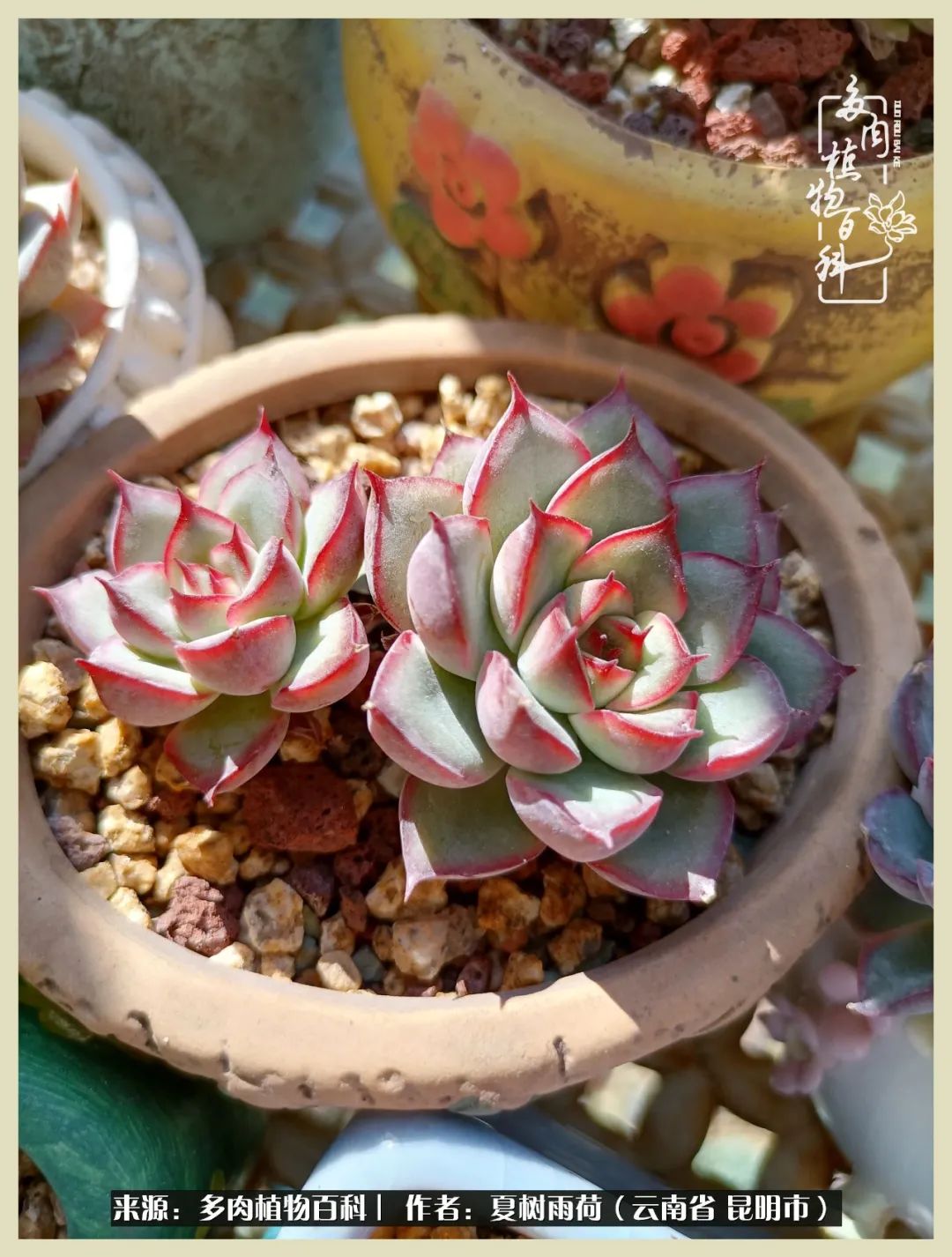 自从养了多肉有了窗台想要个阳台,养多肉10年多