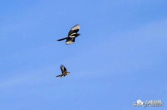 喜鹊和伯劳鸟大战,喜鹊在关键时还是出手相救