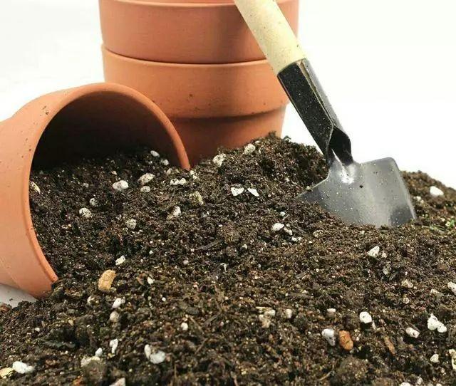 没去过荷兰？就养盆“国花”郁金香，一样享受异域美，比香水还香