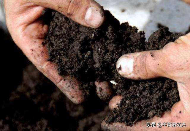 12月底,学会自制3种“营养土”,来年换盆肥效足、土壤疏松透气