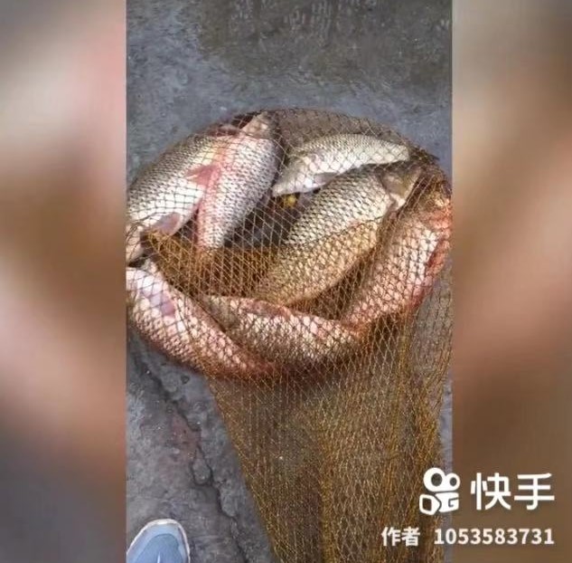 麦芽糖发酵饵野钓效果,初恋麦芽糖