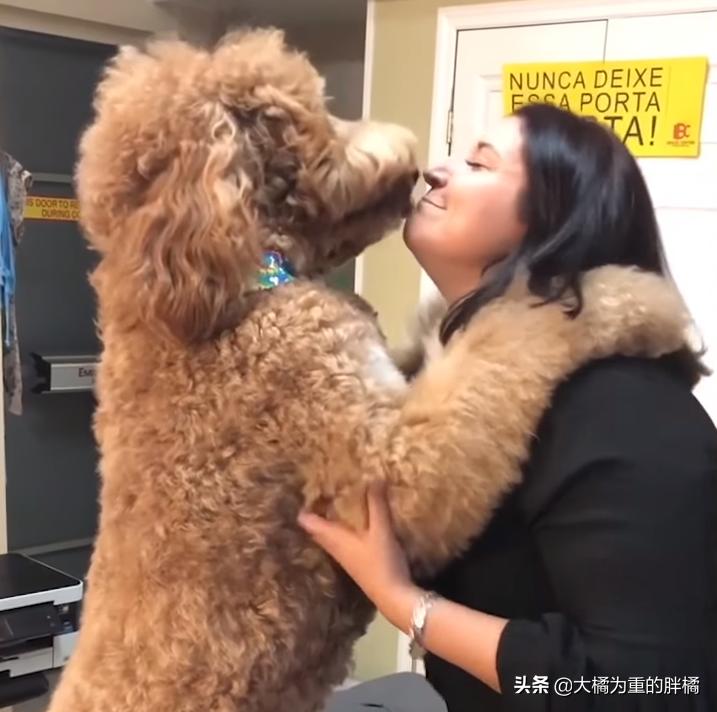 巨贵犬长大还拆家吗,巨贵犬会变成天使吗
