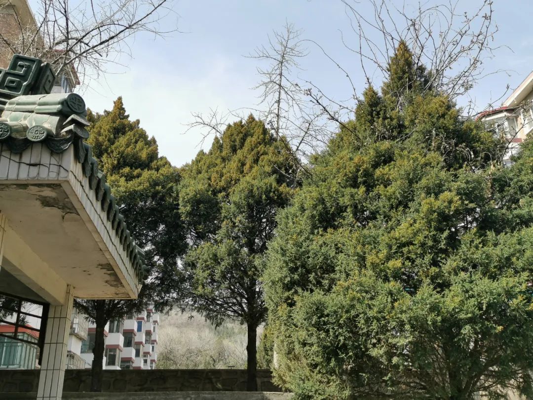 圆柏过敏症状图片,喷嚏是过敏鼻炎引起的吗