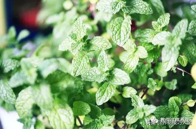 帮助睡眠的花水养,睡眠不理想试试养这4种花