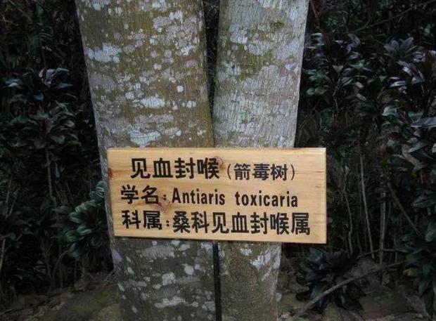中国最危险的树是啥树,世界上最危险的树千万不要碰