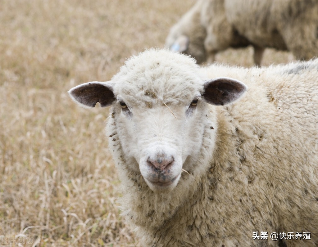 羊不受孕怎么治疗,羊配不怀孕是怎么回事
