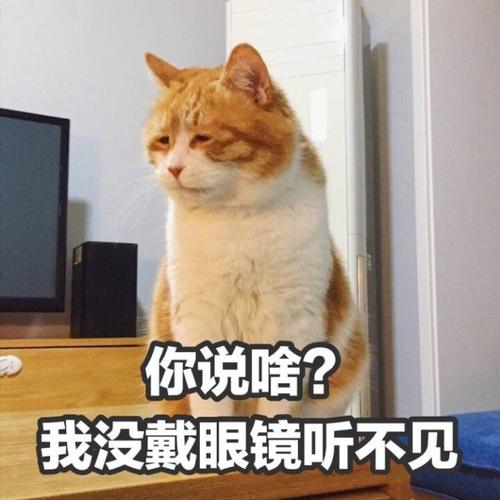 给猫咪取好听的名字该取哪些呢,给猫咪取名要取什么样的名字呢