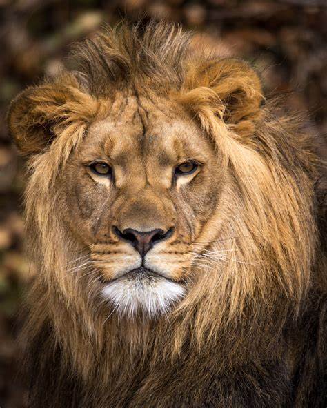 有趣的钱币之非洲篇——赞比亚克瓦查