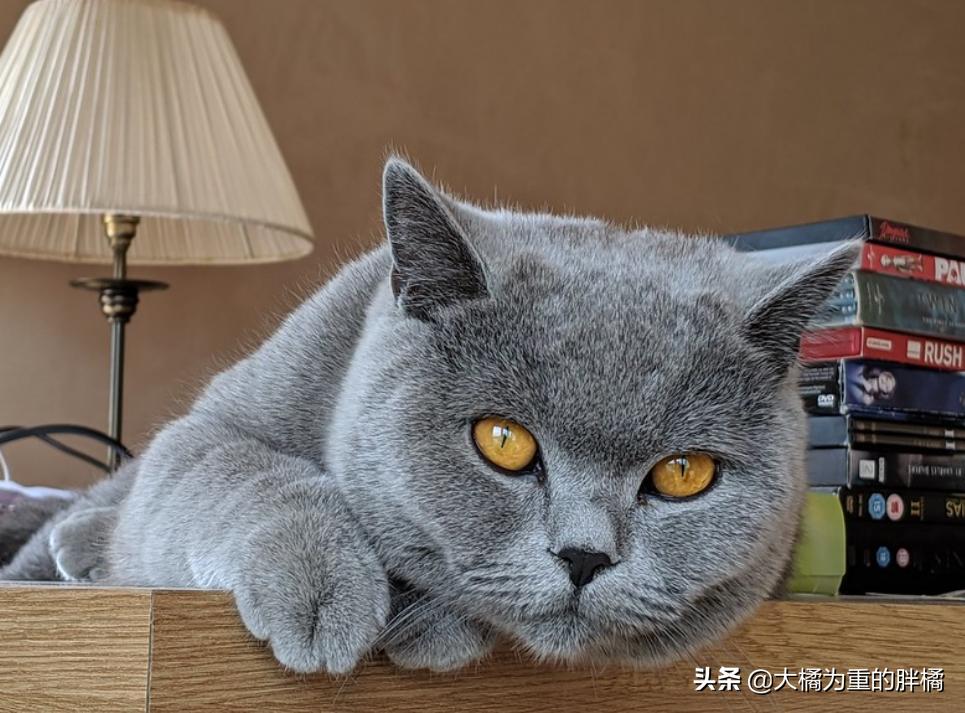 英国短毛猫有哪些疾病,英国短毛猫的5个缺点