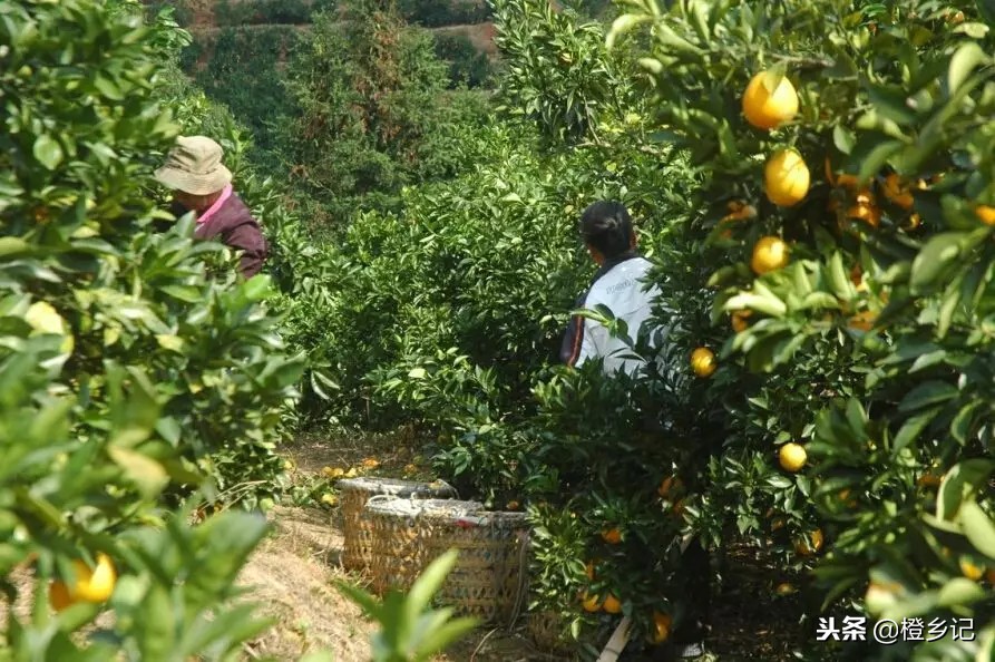 吃到假脐橙,真正的正宗赣南脐橙