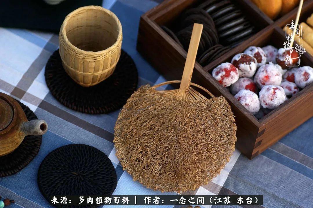 一见多肉误终生,一见多肉误终生从此入了养花坑