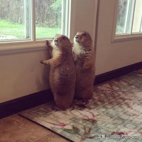 养一只土拨鼠需要什么,呆萌可爱的土拨鼠可以在家养