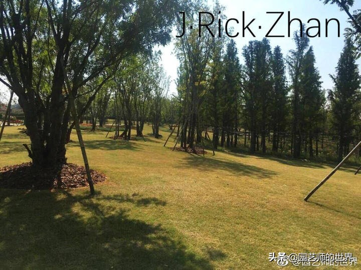 适合北方庭院种植的低矮草坪,家庭庭院怎样混搭种植草坪和蔬菜