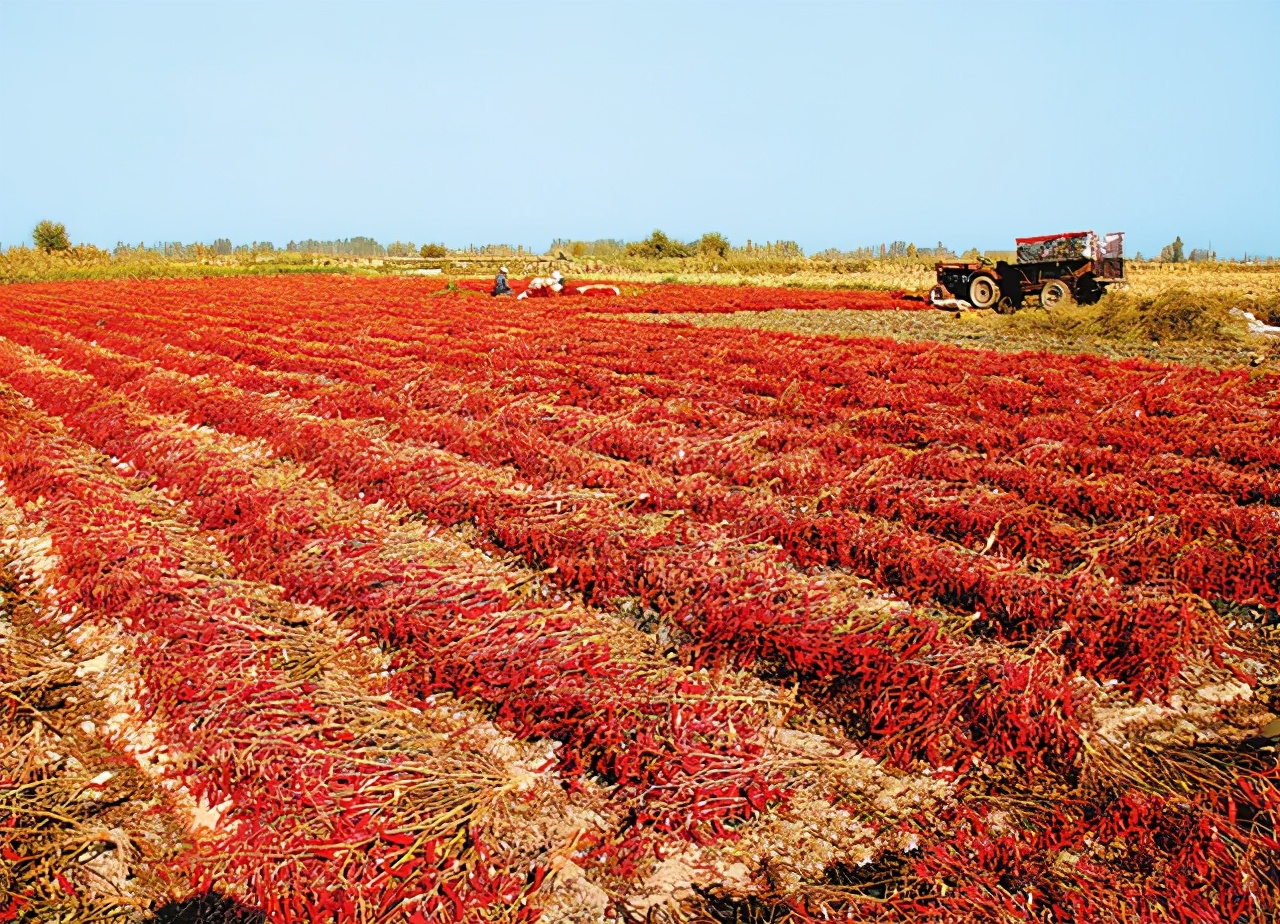 甘肃人爱吃盐,甘肃人喜欢吃辣吗