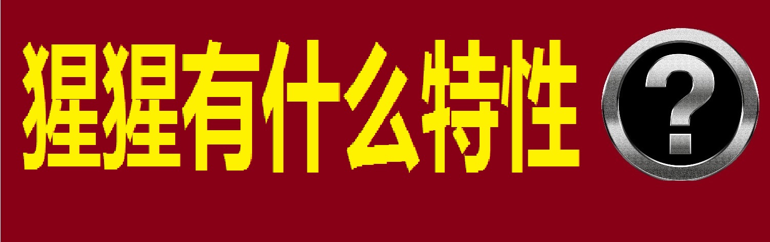 动物大猩猩深度解析,人科动物图谱