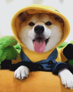 科学养犬四个标准是指哪些,科学养宠攻略狗不能吃什么