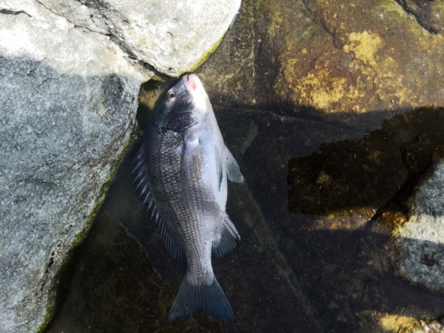 海钓黑鲷吃什么鱼饵最好,海钓黄黑鲷
