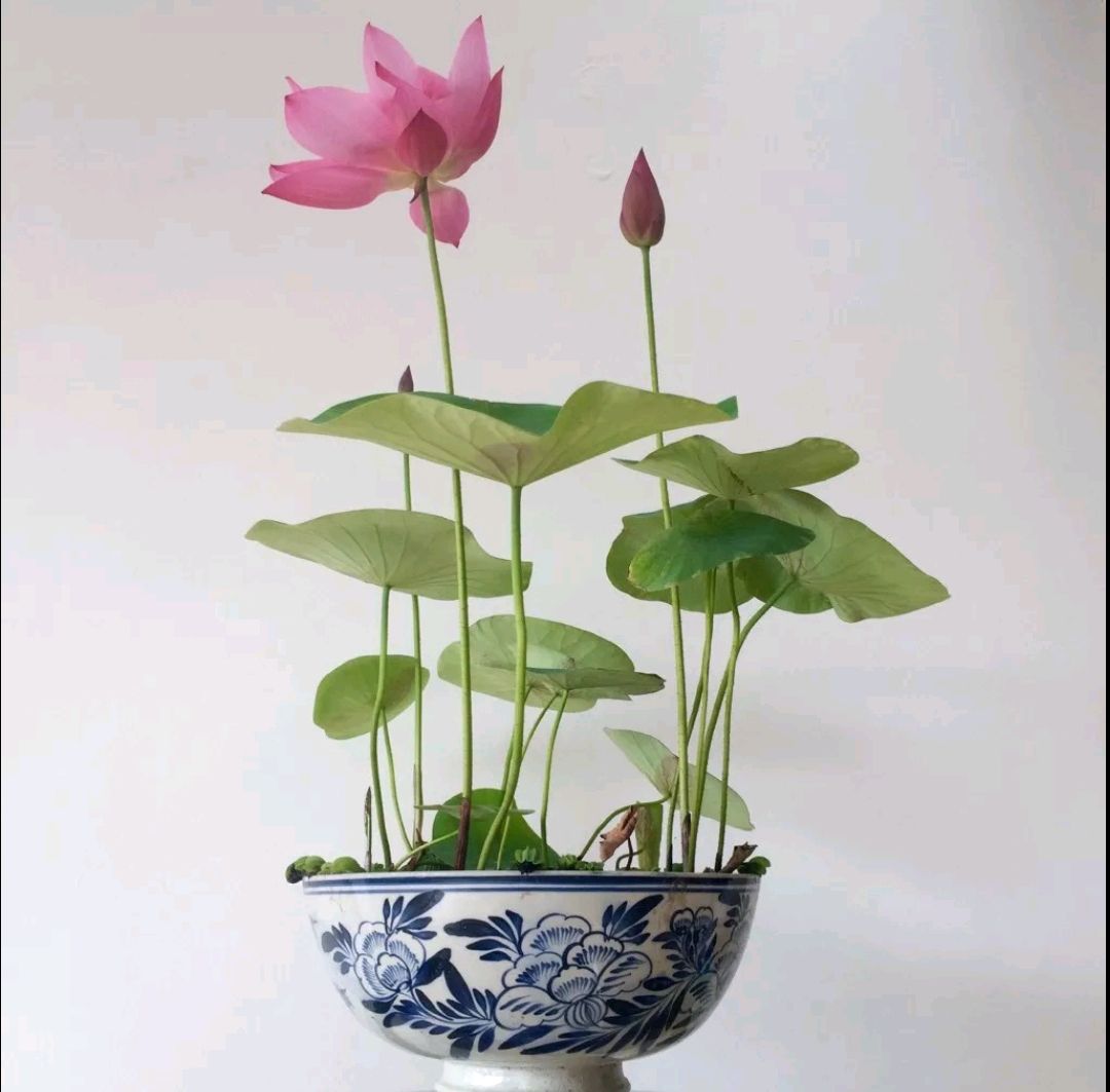 这8种花你不要乱浇水,新手种花品种推荐